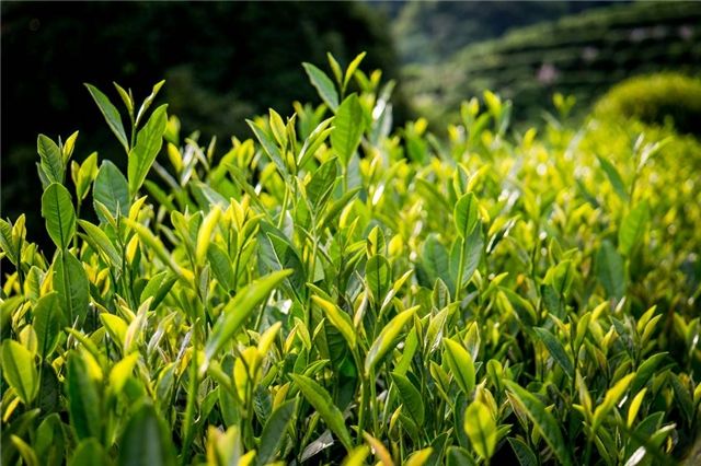 長(zhǎng)興雨潤(rùn)荼葉生產(chǎn)地配置農(nóng)藥殘留檢測(cè)儀提升茶葉銷(xiāo)售市場(chǎng) 長(zhǎng)興雨潤(rùn)荼葉生產(chǎn)地配置農(nóng)藥殘留檢測(cè)儀提升茶葉銷(xiāo)售市場(chǎng)