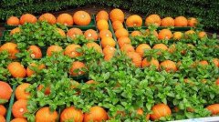 蔬菜殘留農(nóng)藥檢測儀檢測壽光果菜農(nóng)藥含量 蔬菜殘留農(nóng)藥檢測儀檢測壽光果菜農(nóng)藥含量