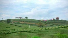 茶葉農(nóng)殘檢測儀檢測南寧萬古茶園茶葉農(nóng)殘 茶葉農(nóng)殘檢測儀檢測南寧萬古茶園茶葉農(nóng)殘