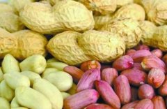 食品安全快速檢測(cè)儀器檢測(cè)花生制品安全性 食品安全快速檢測(cè)儀器檢測(cè)花生制品安全性