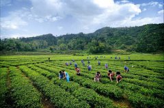 茶葉農(nóng)殘快速檢測儀器檢測準不準 茶葉農(nóng)殘快速檢測儀器檢測準不準